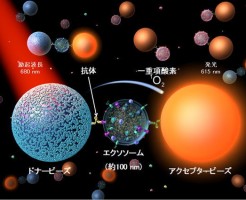 エクソソーム