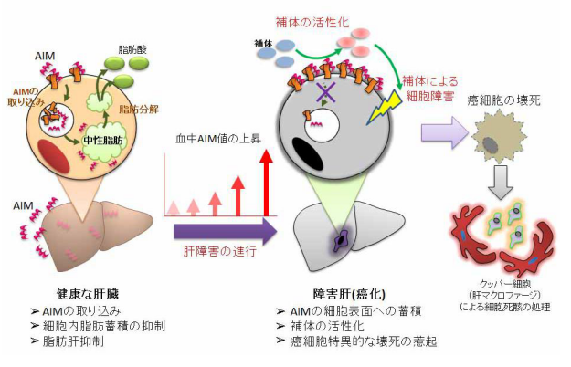 タンパク質AIMが肝臓がんを抑制